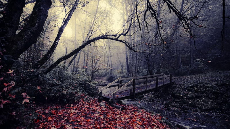 bridge over a creek on a gloomy autumn day, forest, autumn, leaves, bridge, gloomy, creek, HD wallpaper