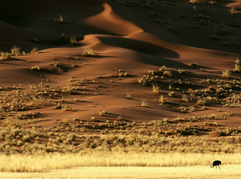 Untitled , namib desert, rising sands, namibia, africa, HD wallpaper
