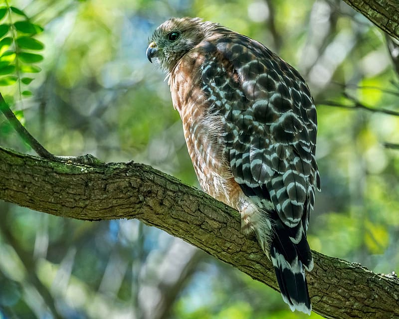 Redshouldered Hawk, ornithology, bird, hawk, redshouldered, HD wallpaper