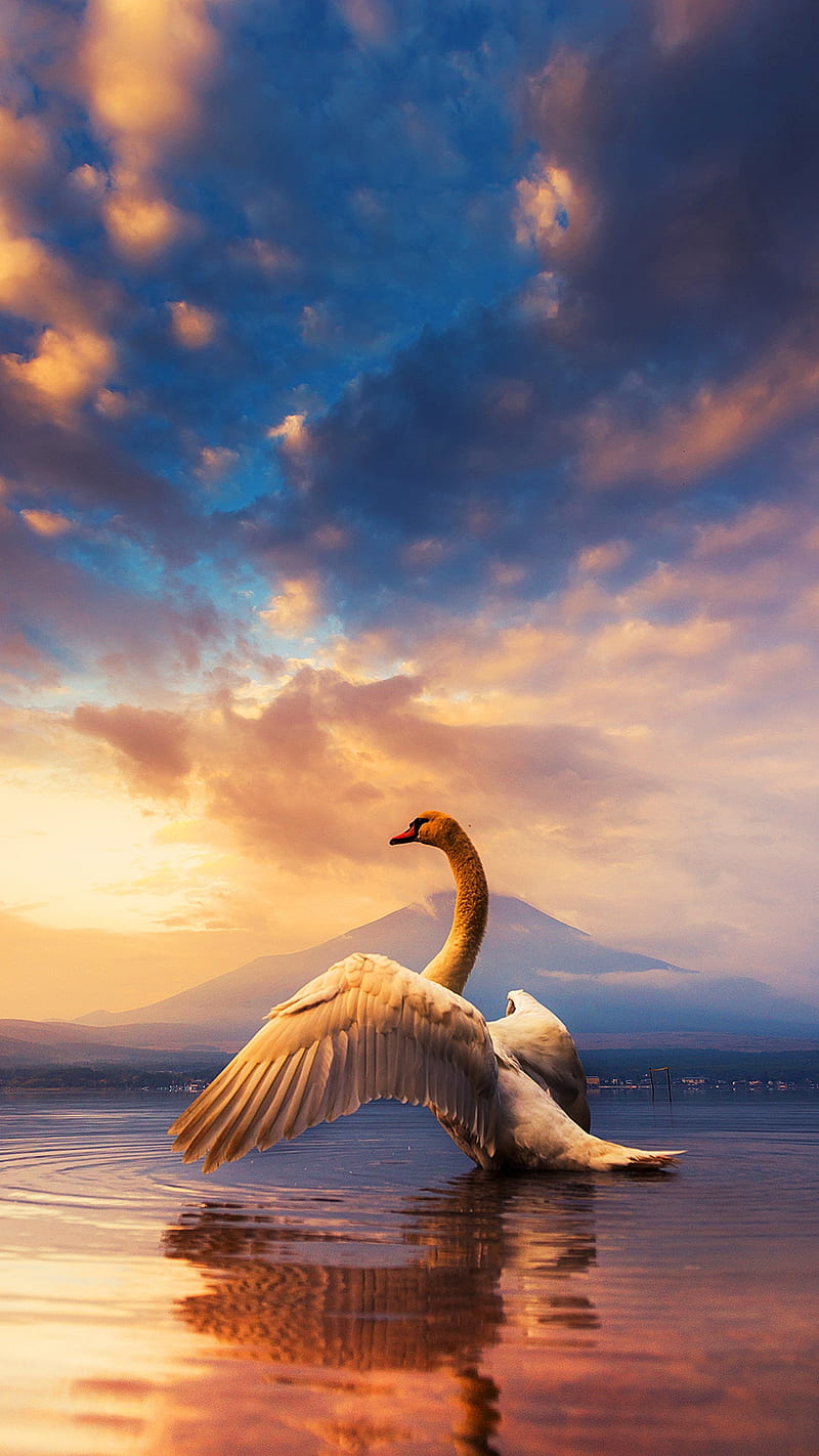 White swan, bird, clouds, lake, nature, sky, sunset, swan, view, HD phone wallpaper