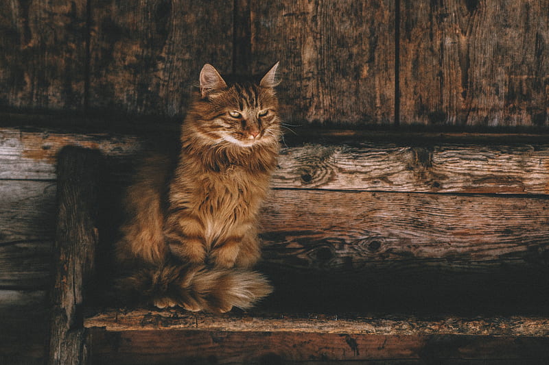 Persian Cat , persian-cat, cat, animals, HD wallpaper