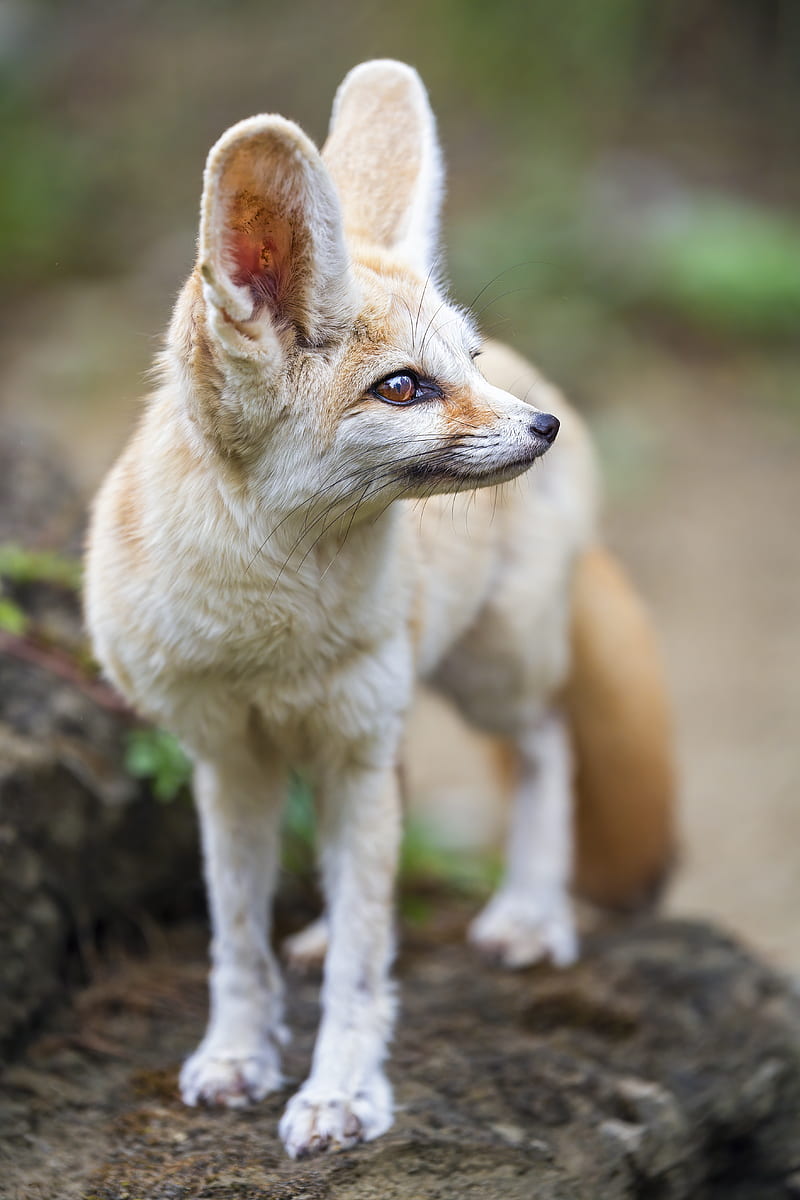 fennec fox, ears, wildlife, animal, HD phone wallpaper