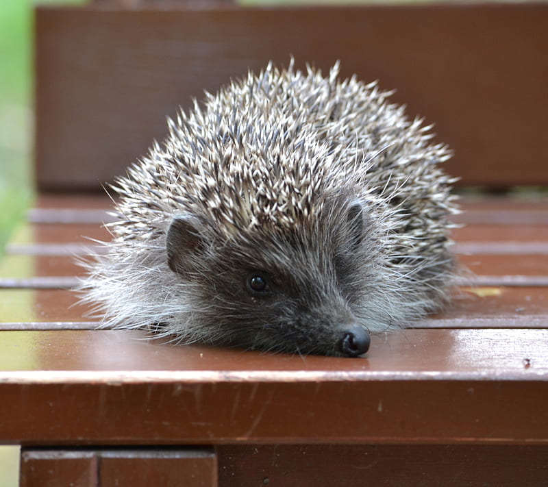 Hedgehog animal, bench, cute wood, HD wallpaper