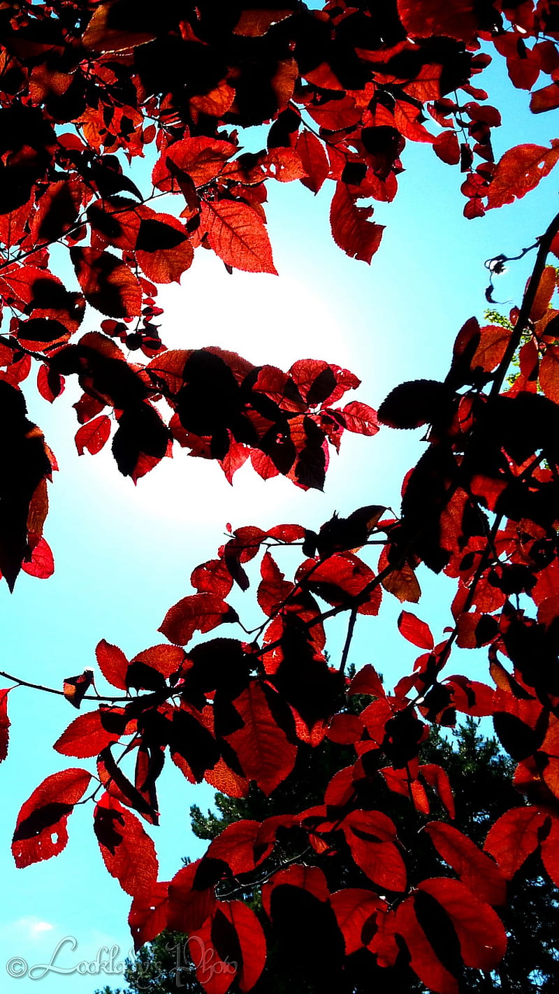 automne, blue, ciel, feuilles, rouge, HD phone wallpaper