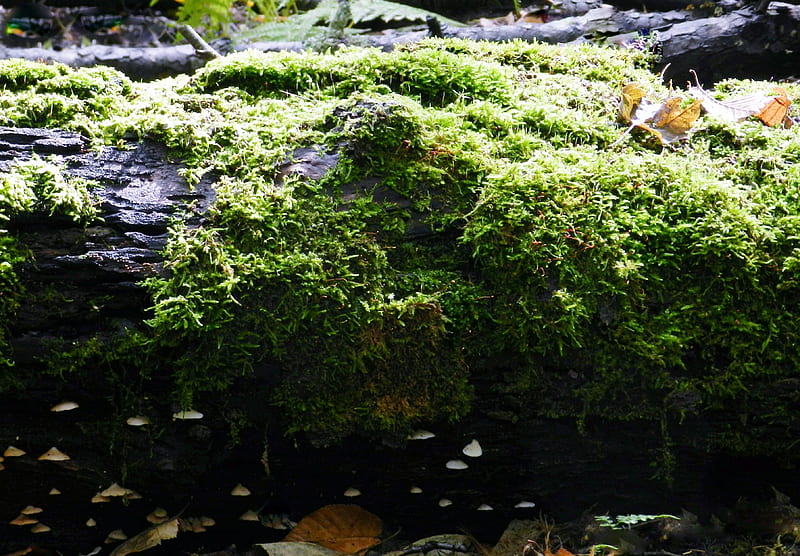Log Of Moss And Fungus, Forest, Fungus, graphy, Moss, Nature, HD wallpaper