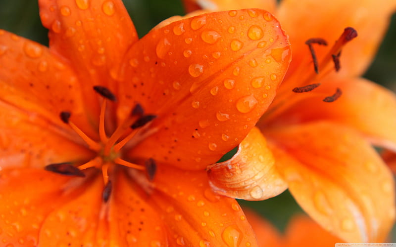 orange lily-beautiful flowers, HD wallpaper