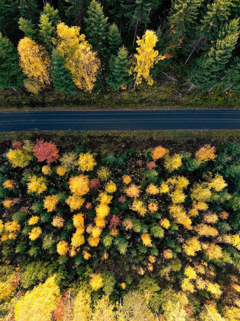 road, trees, aerial view, forest, autumn, HD phone wallpaper