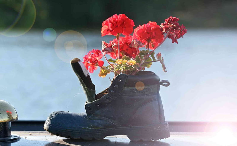 FLOWERS & AN OLD BOOT, red, boots, seasons, still life, vases, flowers, gardens, military, shoes, HD wallpaper