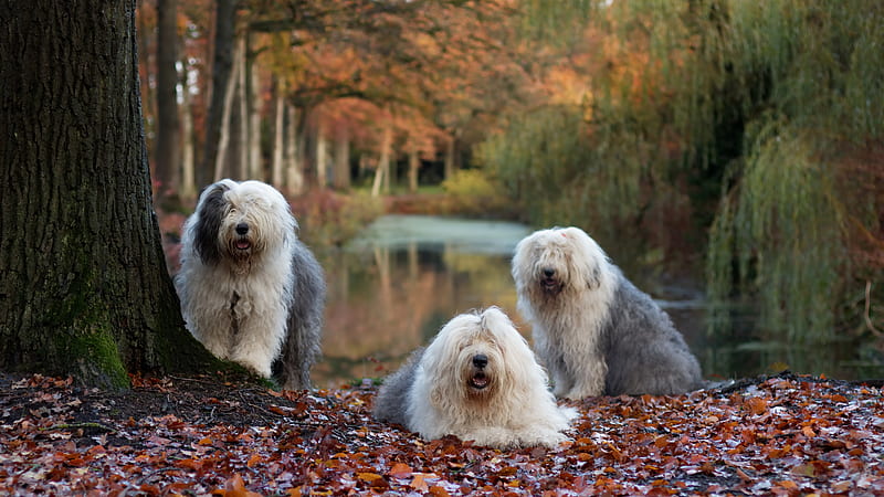 Old English Sheepdog, hair, animal, dog, HD wallpaper