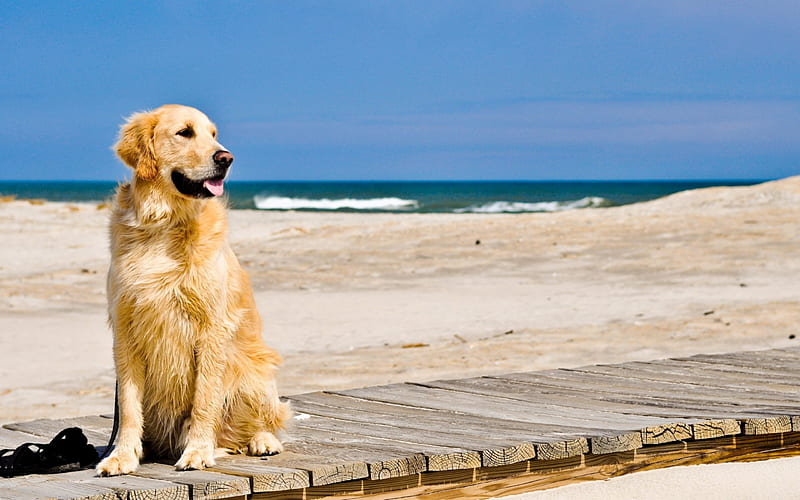 Dog Waiting on Beach, track, sand, waiting, dog, HD wallpaper