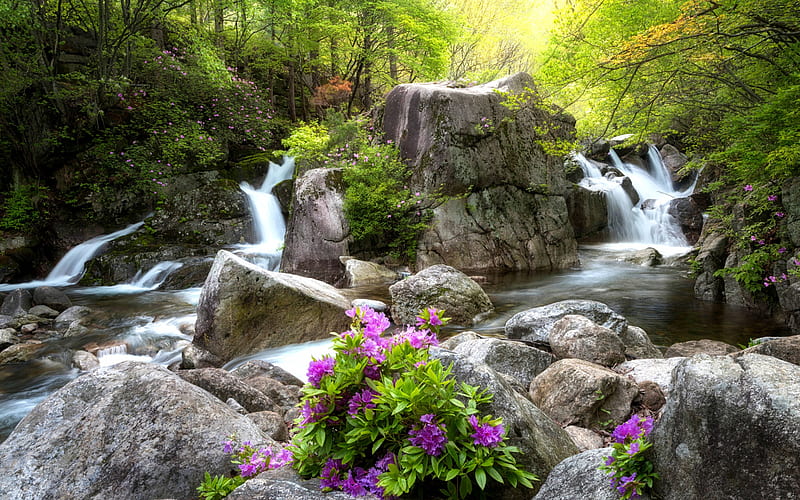 waterfall, rocks, forest, spring, flowers in the forest, river, beautiful landscape, HD wallpaper