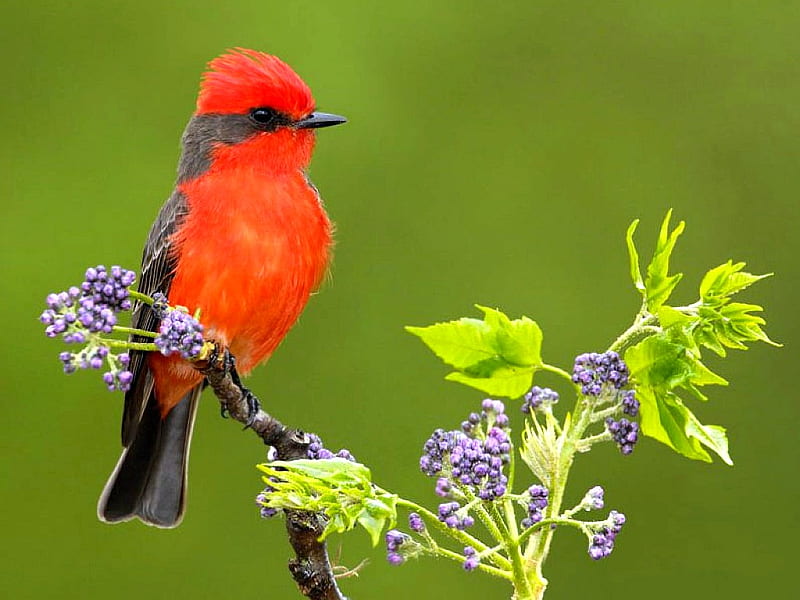 Pájaro rojo, rojo, bonito, pájaro, Fondo de pantalla HD | Peakpx