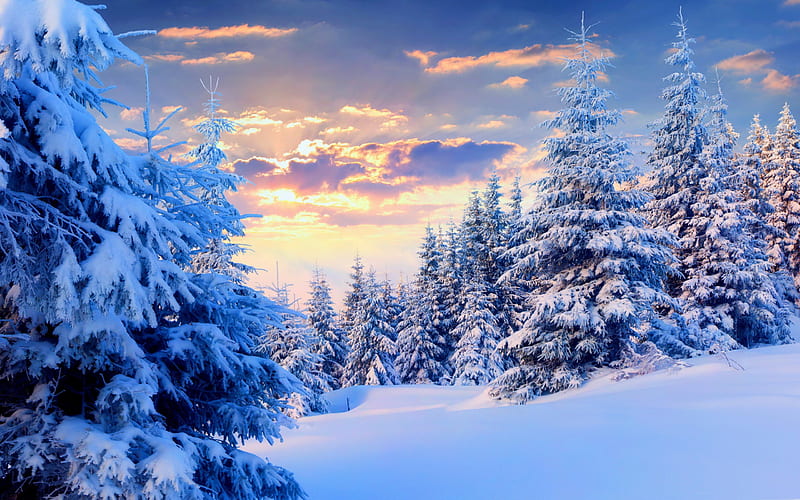 Trees under snow forest-2015 Landscape, HD wallpaper