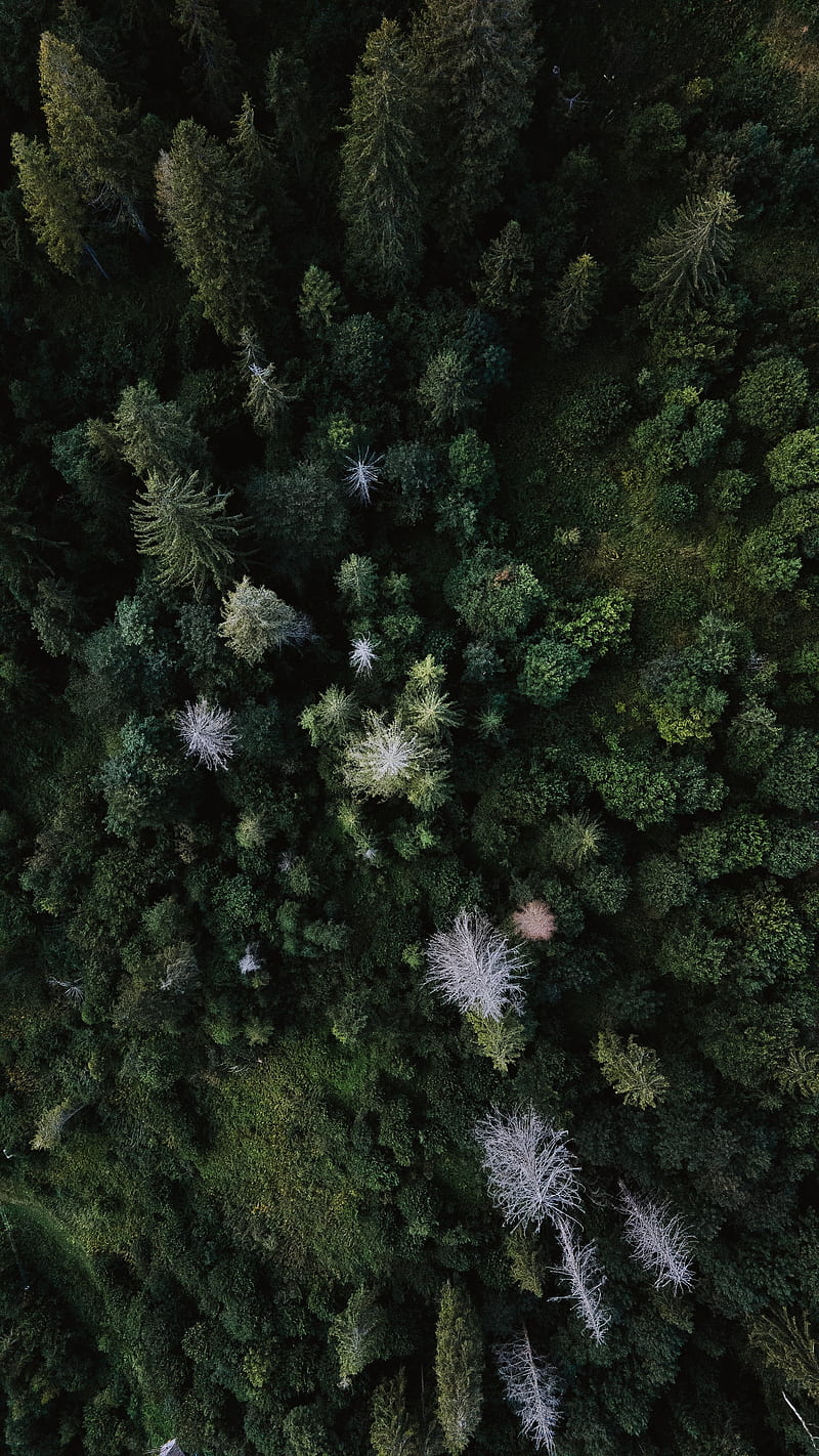 trees, aerial view, forest, grass, HD phone wallpaper