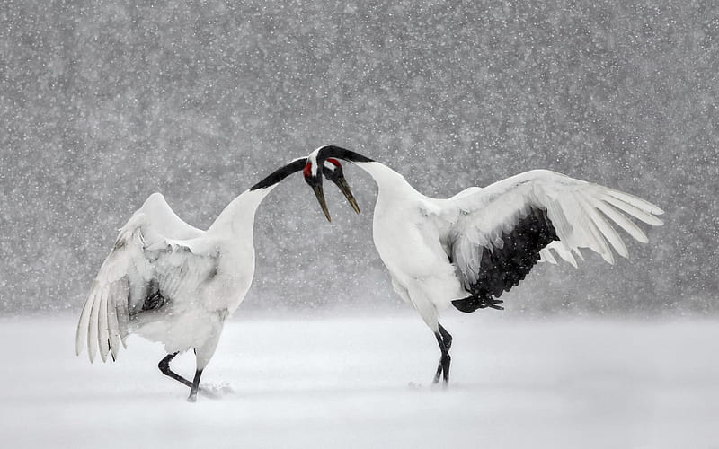 Japanese Cranes, love, black, pasari, white, japanese crane, couple, winter, iarna, bird, snow, HD wallpaper