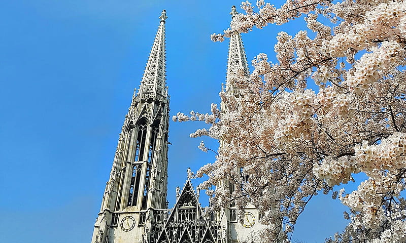 Spring in Vienna, tree, st stephens cathedral, blossoms, sky, church, HD wallpaper