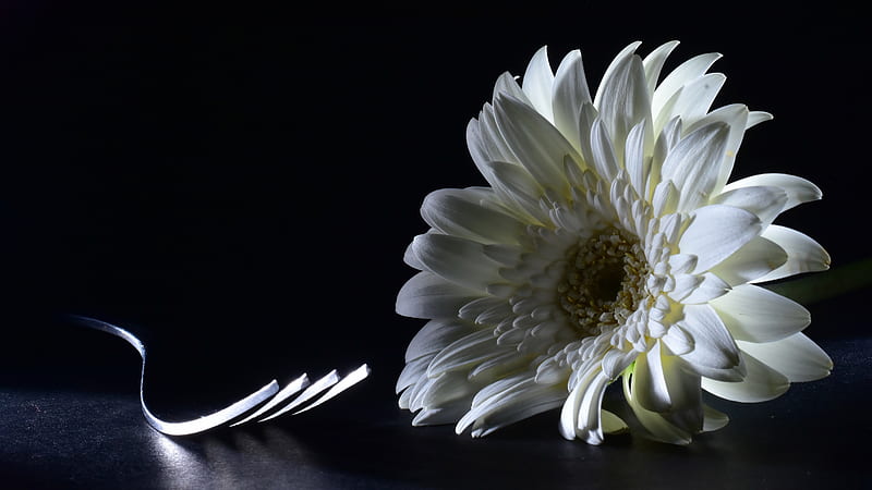 White Chrysanthemum Flower With Fork On Floor In Black Background Flowers, HD wallpaper