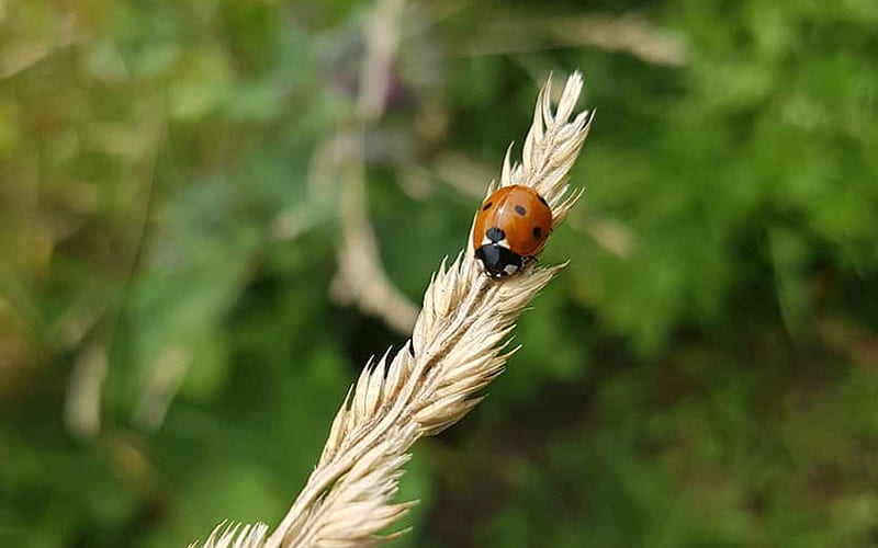 Ladybug in Latvia, Latvia, ladybug, bent-grass, ladybird, macro, HD wallpaper