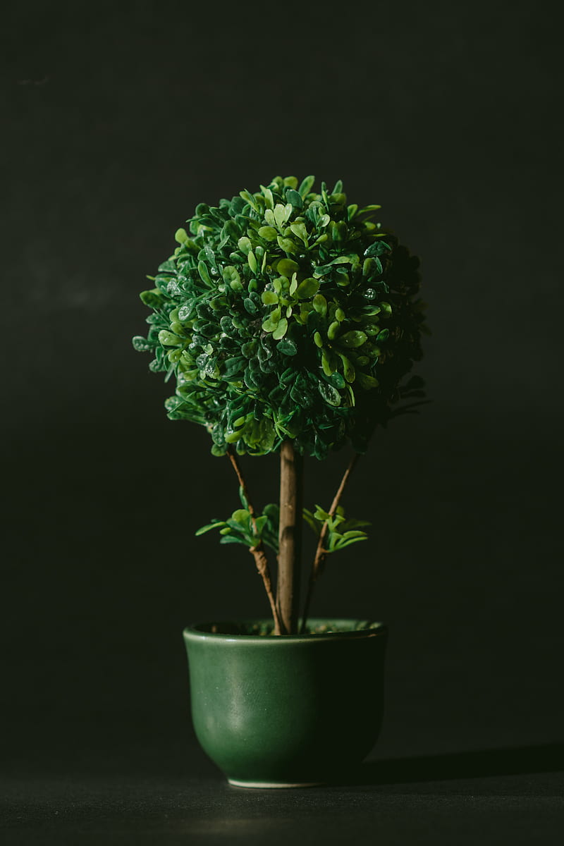 green leafed bonsai tree against black background, HD phone wallpaper