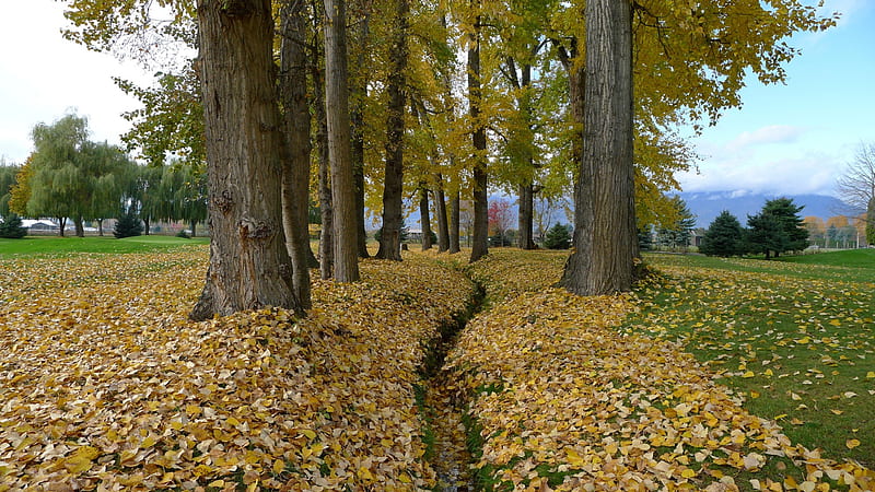 Draining ditch at golf course, Trees, Ditch, Drain, Autumn, HD wallpaper