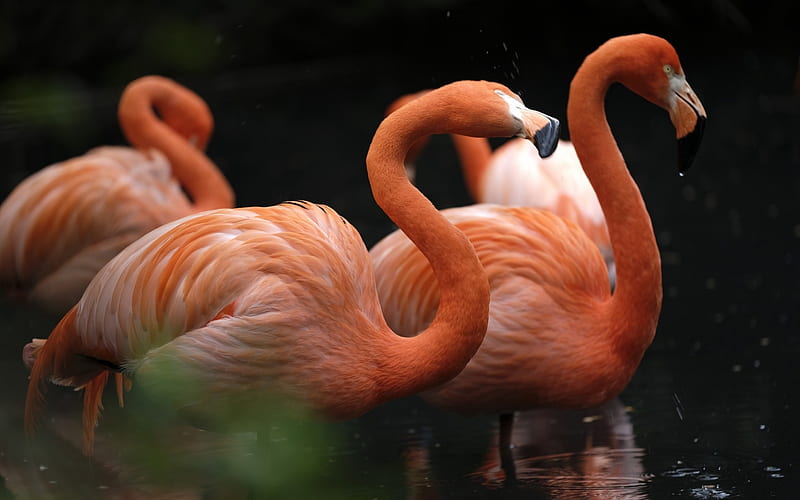 pink flamingos, lake, beautiful birds, wildlife, flamingos, HD wallpaper
