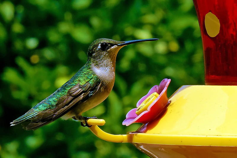 Hummingbird, feeder, bird, animal, HD wallpaper