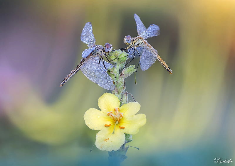 Dragonflies, roberto aldrovandi, macro, insect, dragonfly, flower, yellow, couple, blue, HD wallpaper