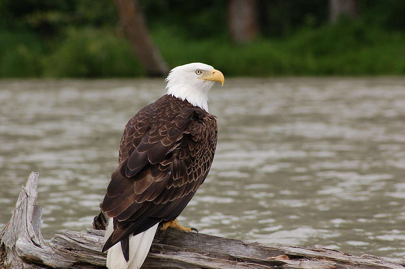 Bald Eagle, White head and tail, North America, Eagle, Sea Eagle, HD wallpaper