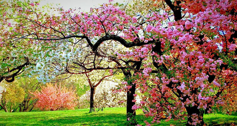 Beautiful Springtime, red, bonito, spring, blossoming trees, meadows,  green, HD wallpaper | Peakpx