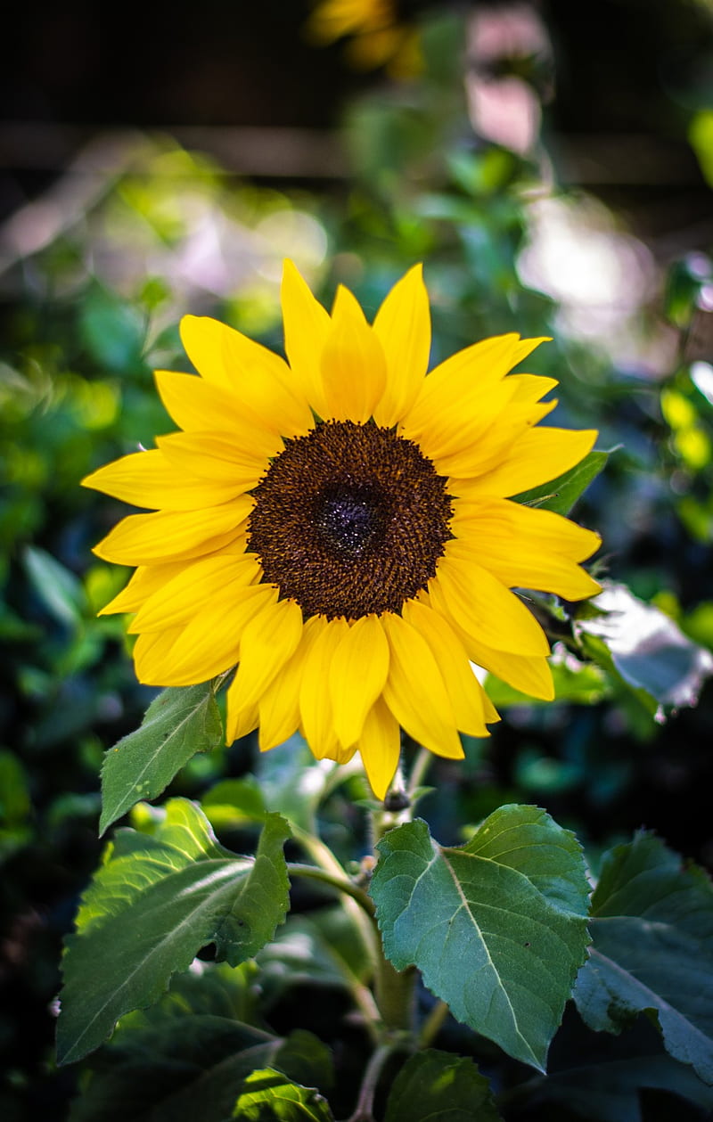 Sunflower, flowers, flower nature, plant, spring, sun, HD phone wallpaper