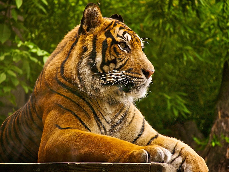Majestic tiger, wildlife, feline, tiger, animal, HD wallpaper