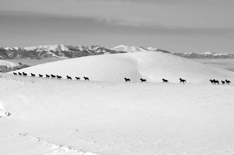 Winter Walk gray, black, Bulgaria, sky, horses, winter, mountain, graphy, snow, nature, white, animals, HD wallpaper