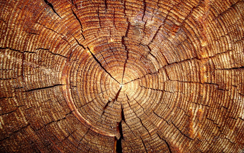 Wood, tree, trunk, log, HD wallpaper