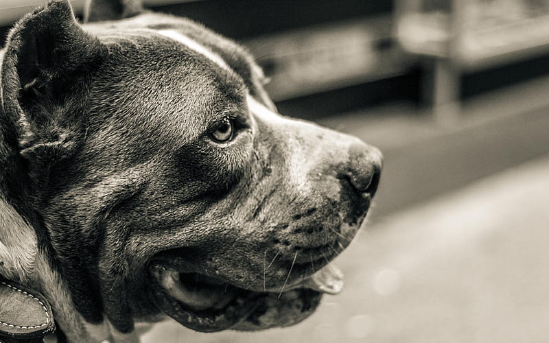 Pit Bull monochrome, close-up, dogs, Pit Bull Terrier, pets, Pit Bull Dog, HD wallpaper