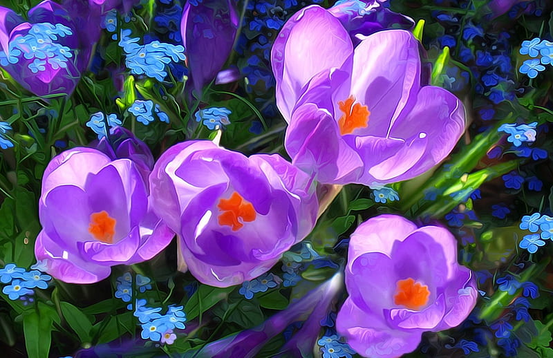 Crocuses and forget-me-not, art, crocus, foreget me not, spring, purple, painting, flower, pictura, pink, blue, HD wallpaper