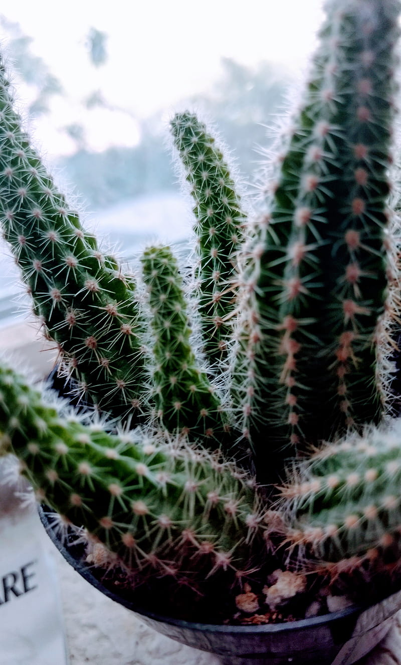 Cactus, verde, naturaleza, nevada, planta, Fondo de pantalla de teléfono HD  | Peakpx