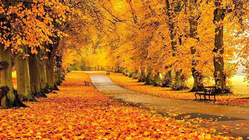 Autumn Park, Fall, park, trees, leaves, walkway, benches, sidewalk, path, Autumn, HD wallpaper