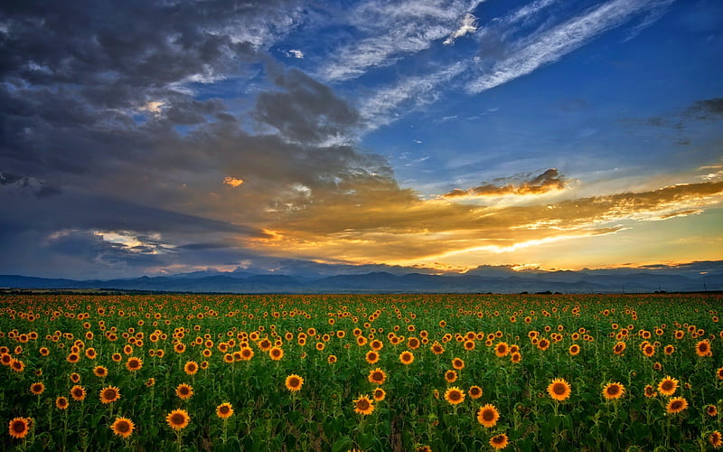 Beautiful View, bonito, sunset, sky, clouds, plain, green, sunflowers,  nature, HD wallpaper | Peakpx