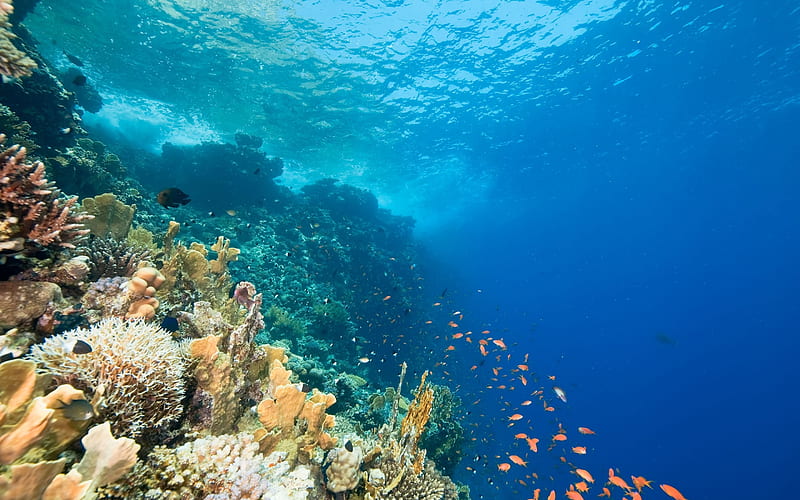 underwater world, ocean, coral reef, fish, sea animals, blue water, HD wallpaper