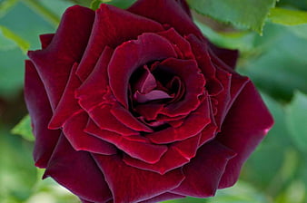 Photo Roses maroon flower Closeup Black background