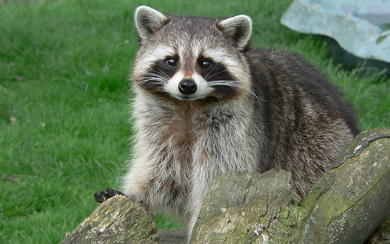 *** Raccoon ***, grass, racoon, animals, wood, HD wallpaper