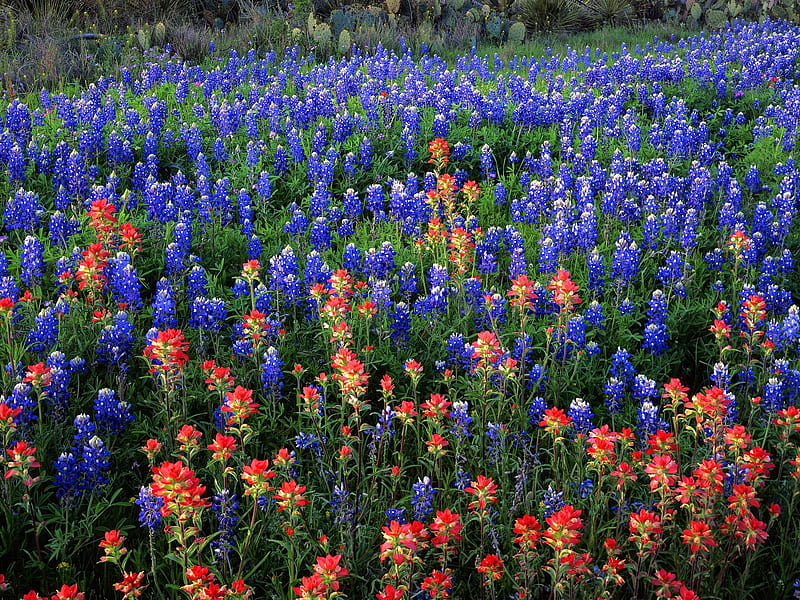 Texas in Springtime, paintbrush, springtime, bluebonnets, wildflowers, HD wallpaper