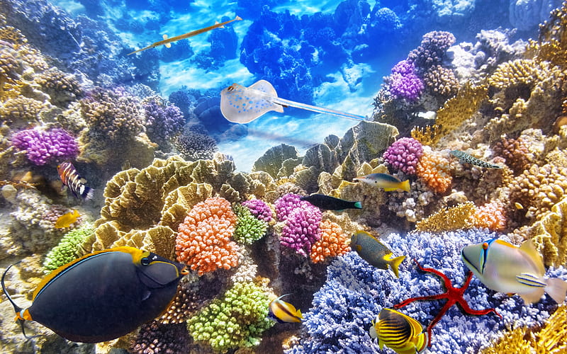 Compartir 79+ imagen coral reef background - Thcshoanghoatham-badinh.edu.vn