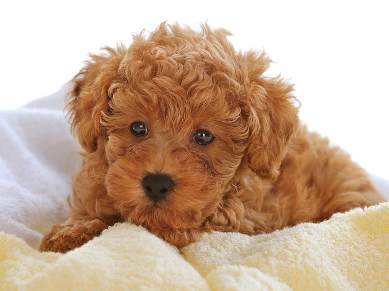 dusty poodle, cute, poodle, brown, puppy, HD wallpaper