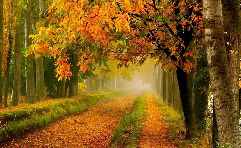 Fall Is Here, Fall, Forest, bonito, Path, Autumn, HD wallpaper | Peakpx