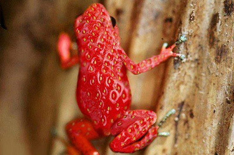 The Strawberry Poison Frog, the strawberry, red, small, poison frog, HD wallpaper