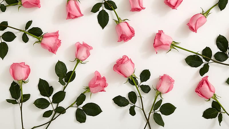 Flowers, Flower, Rose, Leaf, , Stem, Pink Rose, HD wallpaper | Peakpx