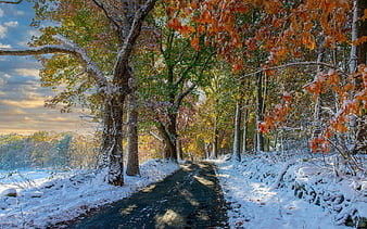 Autumn to Winter, fall, autumn, collage, trees, seasons, winter