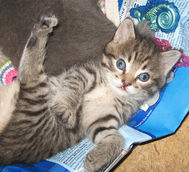 Sweet Little Kitten, cute, soft, tiger, cat, kitten, sweet, cuddly, HD wallpaper