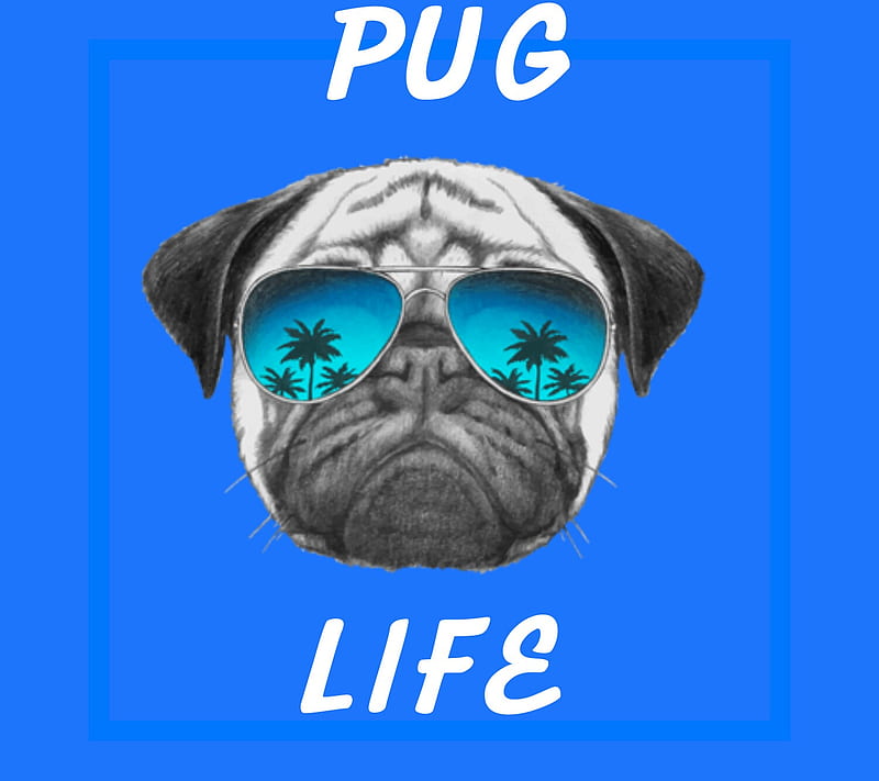 Pug life, dogs, pugs, HD wallpaper